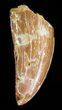 Serrated, Carcharodontosaurus Tooth #40061-1